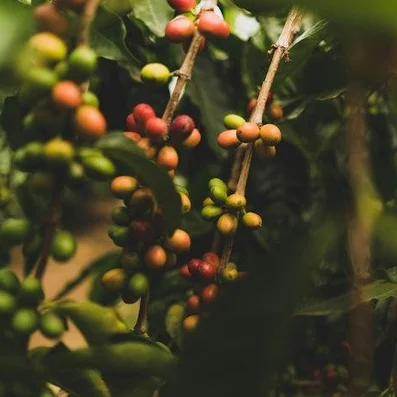 Green Coffee Extract (Coffea arabica)