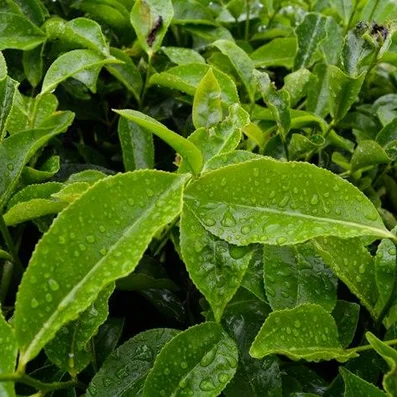 Green Tea Extract (Camellia sinensis)
